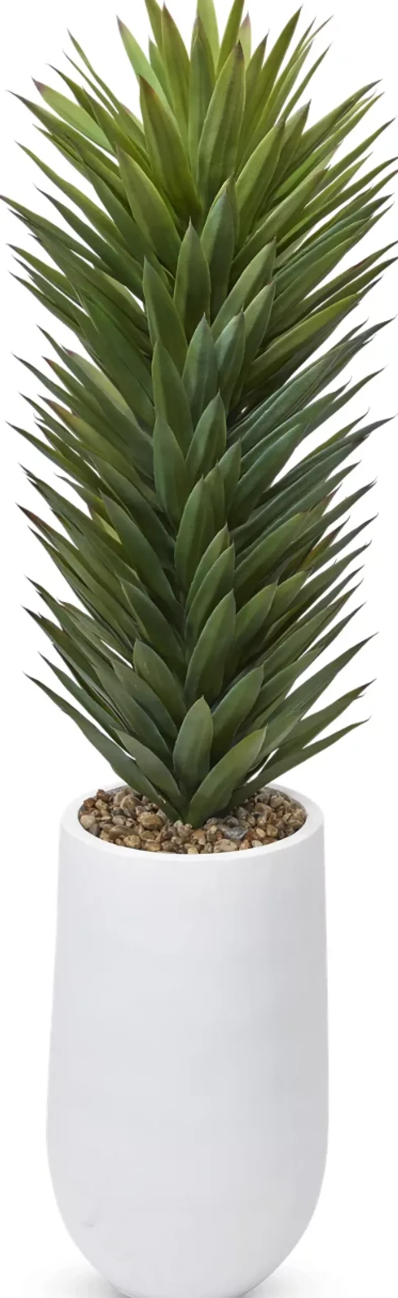Agave Sisalana II Succulent