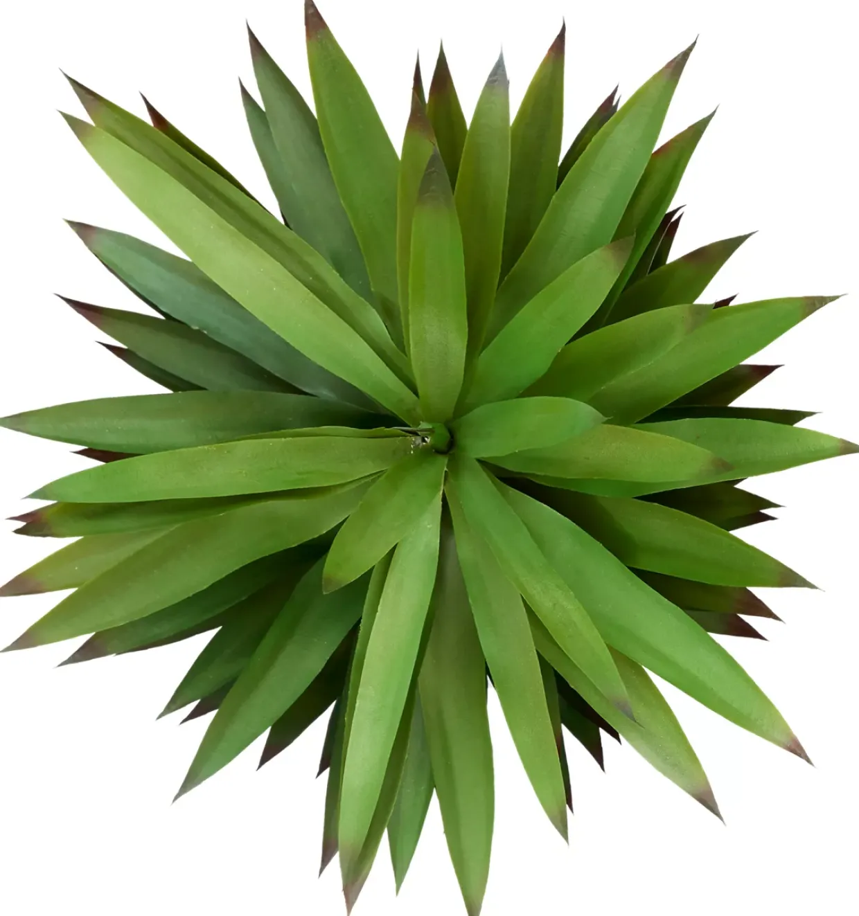 Agave Sisalana II Succulent