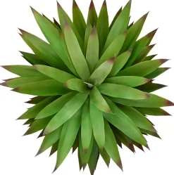 Agave Sisalana I Succulent