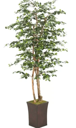 Black Olive Tree