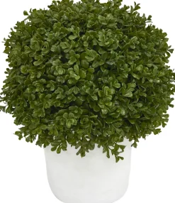 Boxwood Shrub Greenery