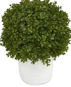 Boxwood Shrub Greenery