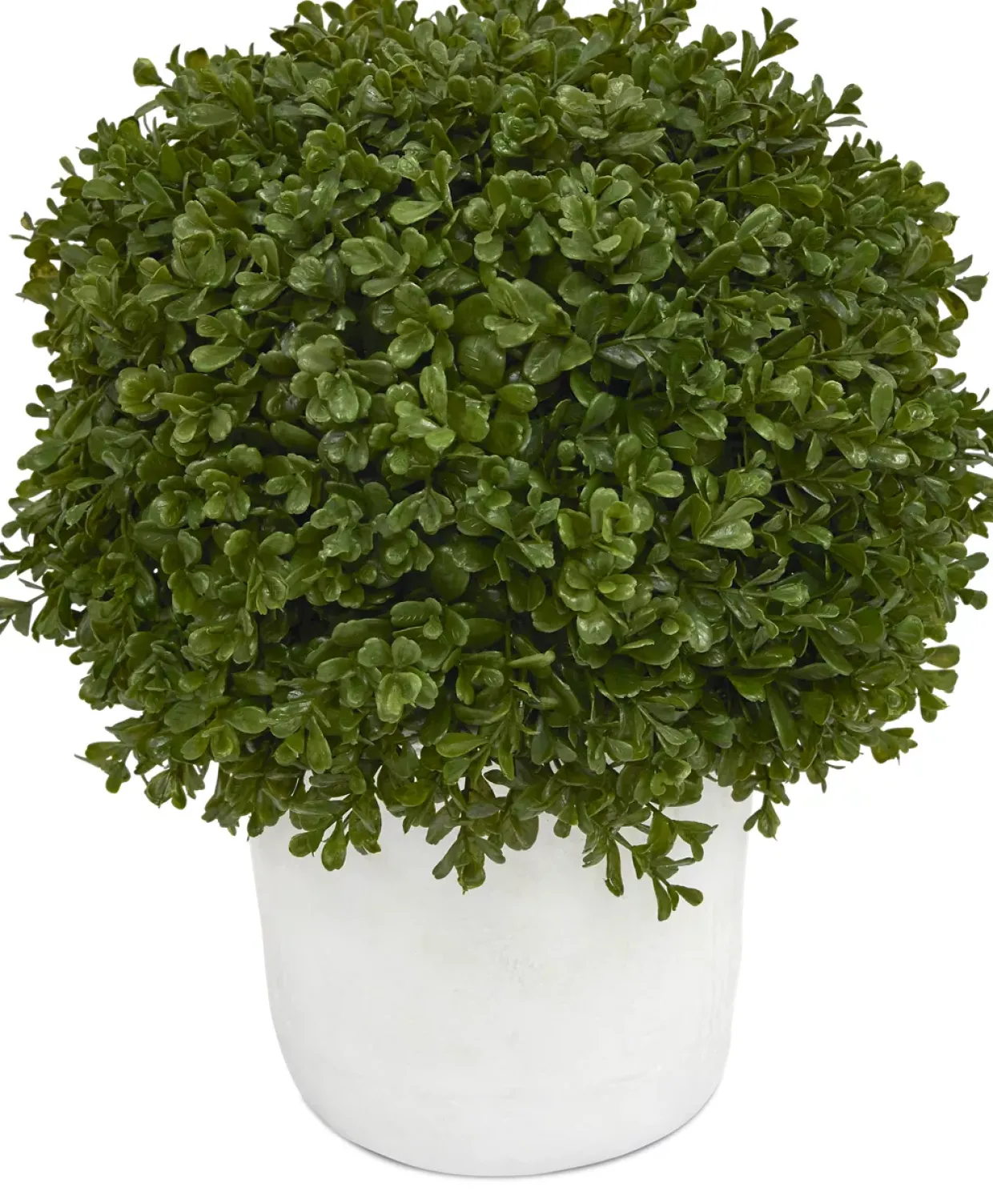 Boxwood Shrub Greenery