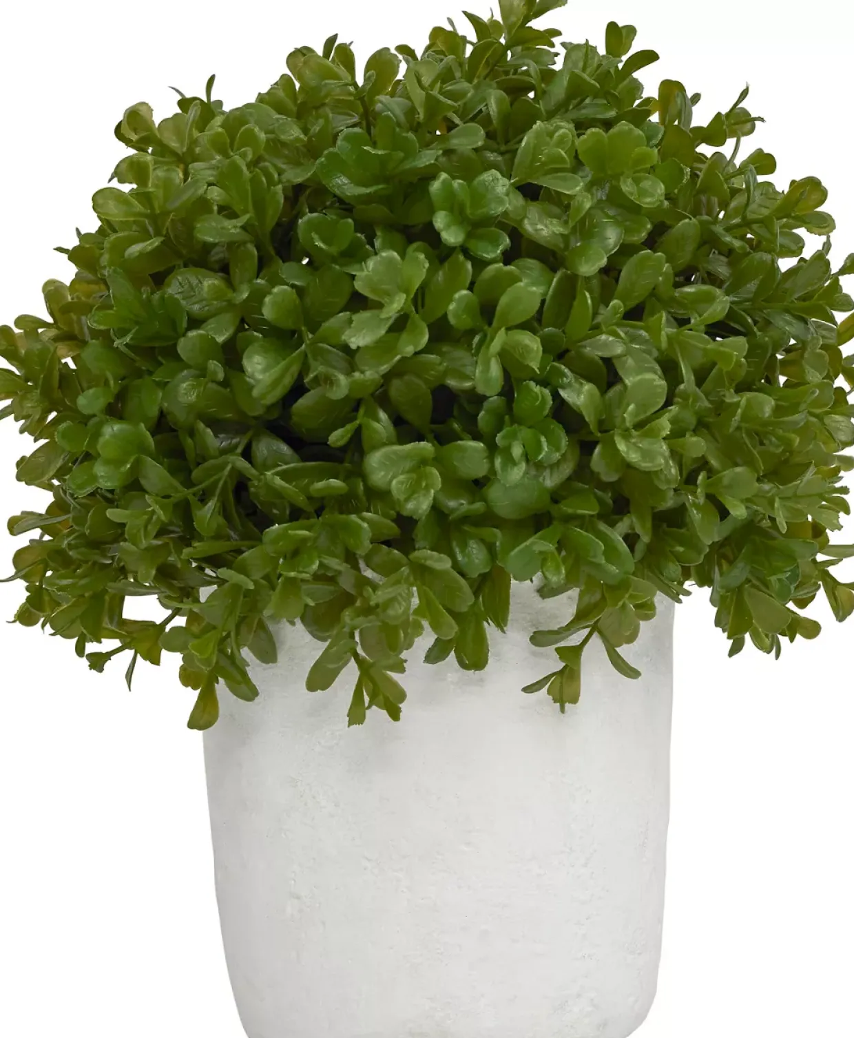 Boxwood Shrub Greenery