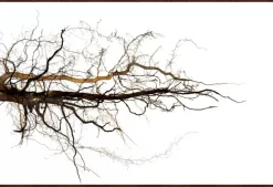 Branches Framed Art