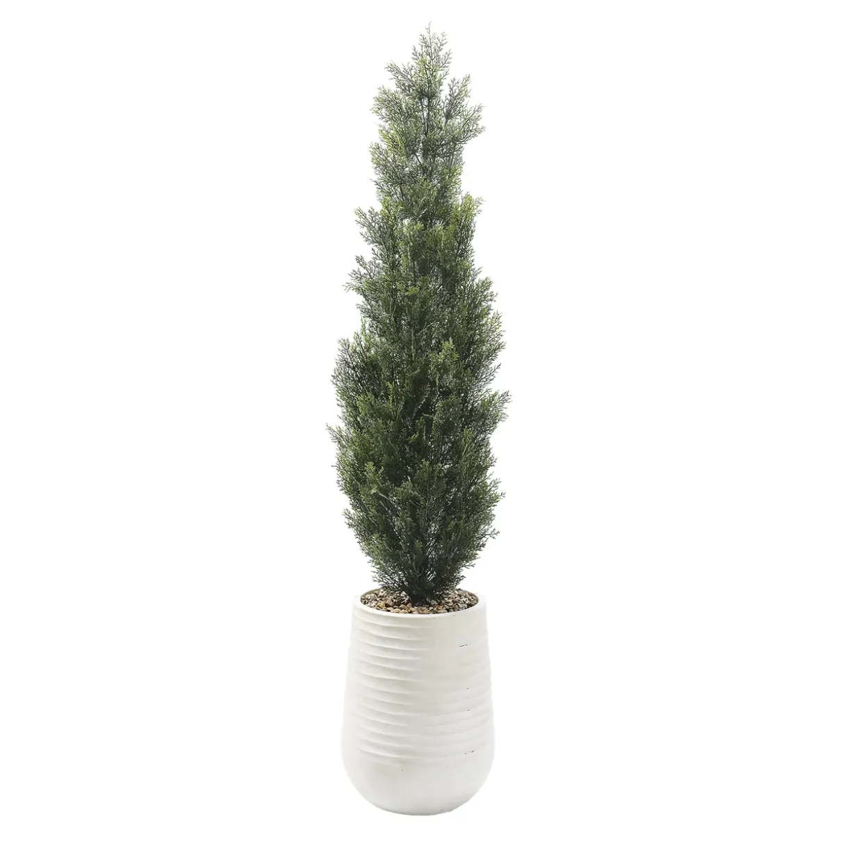 Cedar Tree