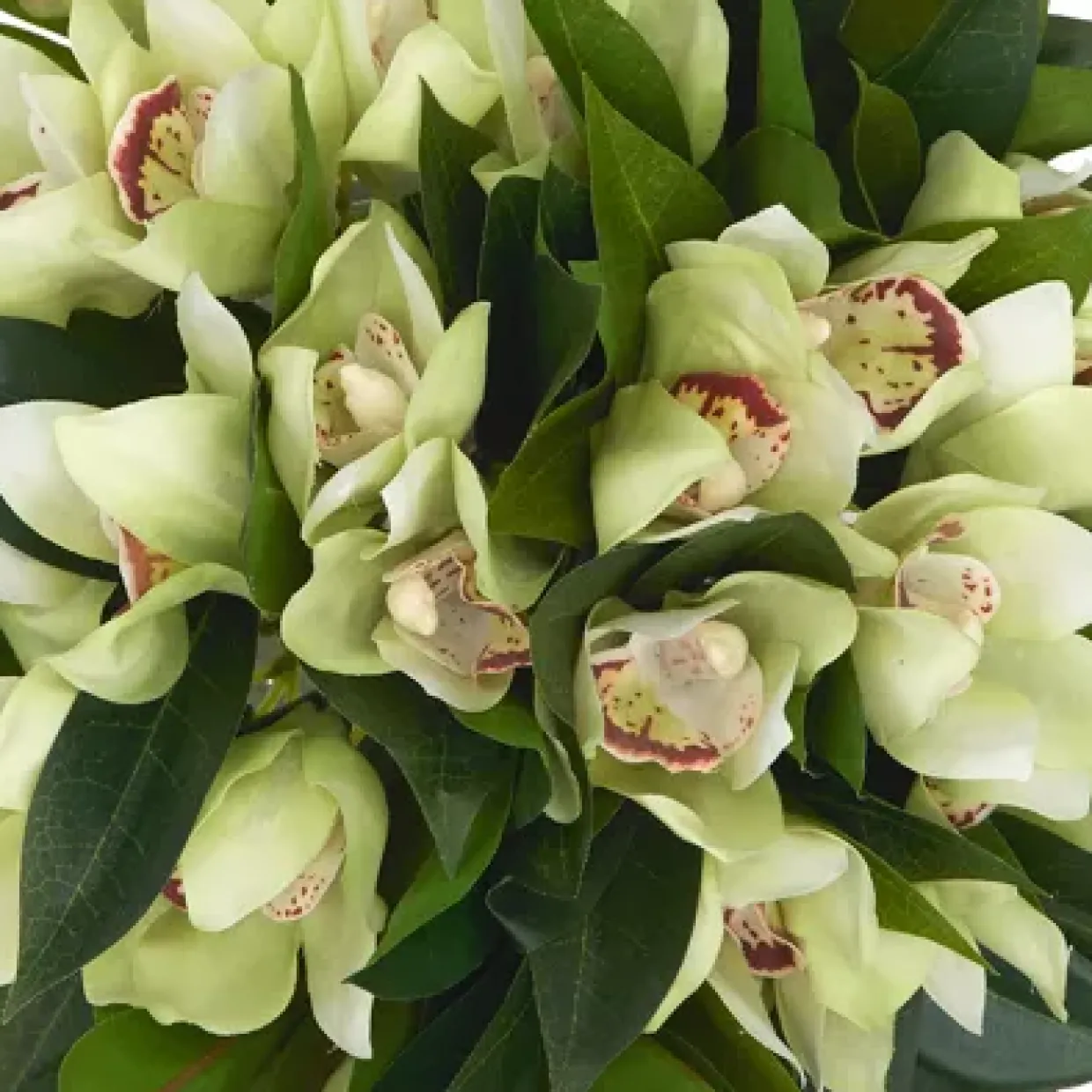 Cymbidium Floral
