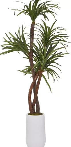 Dracaena Tree