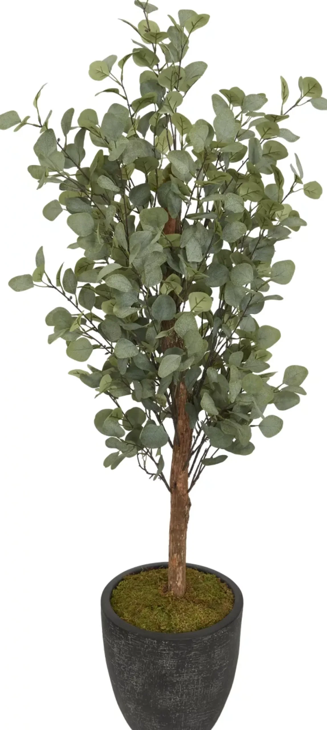 Eucalyptus Tree