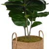 Fiddle Leaf IV Tree