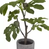 Fig Tree