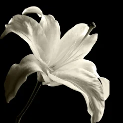 Floral Shadows Framed Art