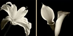 Floral Shadows Framed Art
