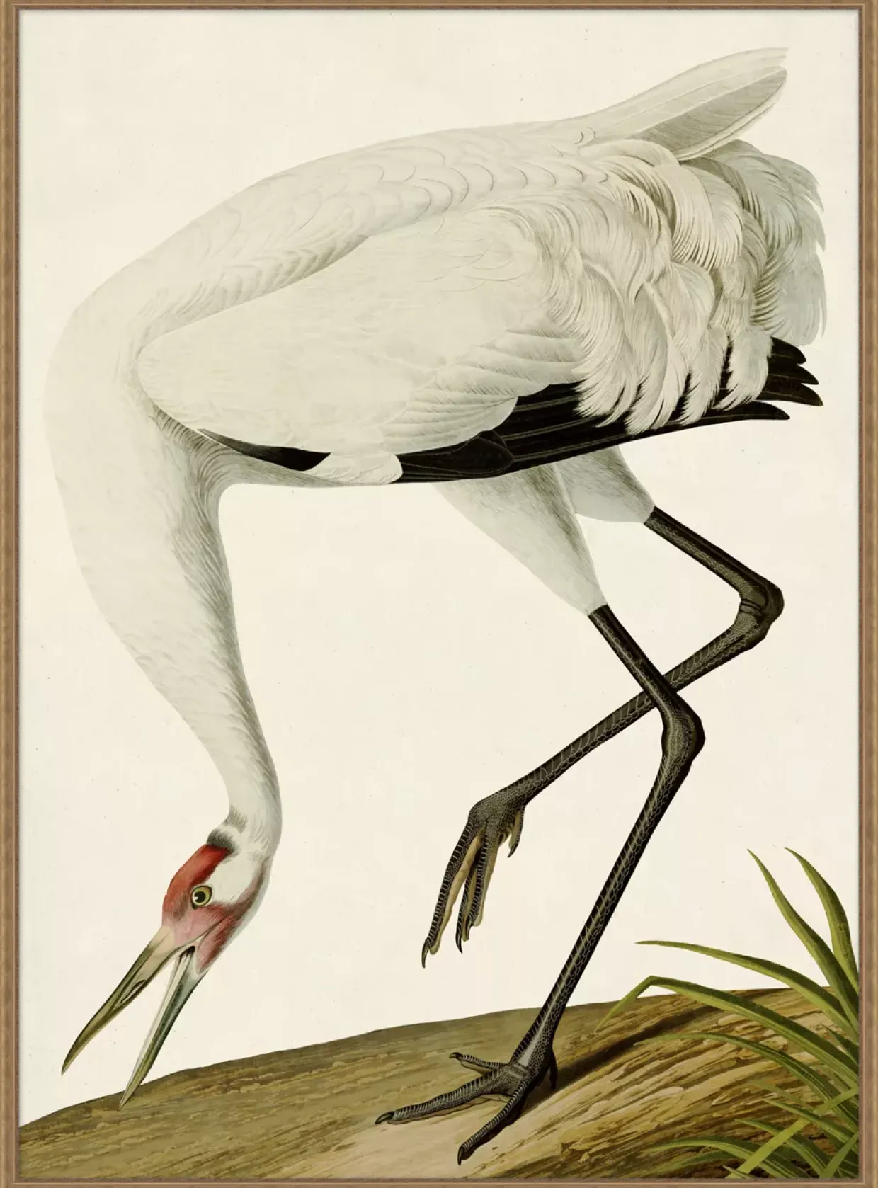 Grand Blue Heron Framed Art