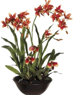 Lady's Slipper Floral