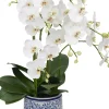 Moth Orchid II Floral