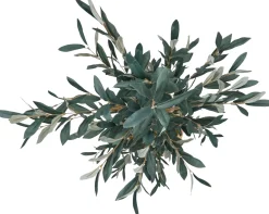 Olive II Tree