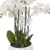 Orchid III Floral