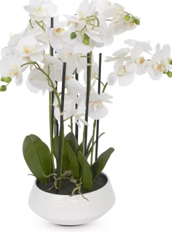 Orchid III Floral