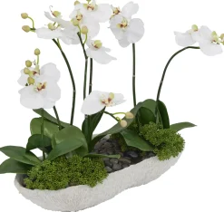 Orchid Skimmia Floral