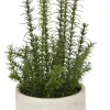 Rosemary Greenery