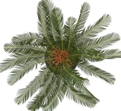 Sago Cycas Tree