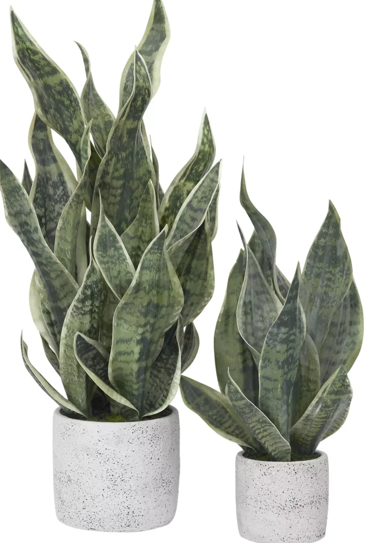 Sansevieria Greenery