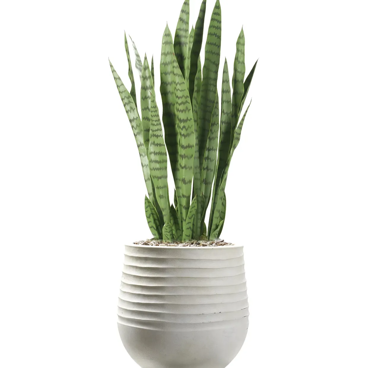 Snake Plant Arrangement