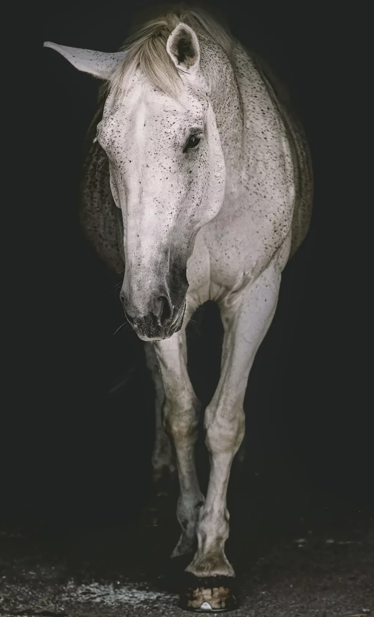 Spectral Stallion Wall Art