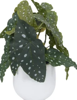 Spotted Begonia Greenery