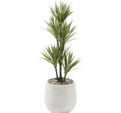 Yucca Tree